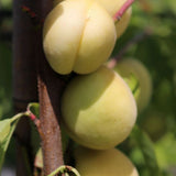 Piersic Ice Peach (Prunus Persica), cu fructe dulci albe