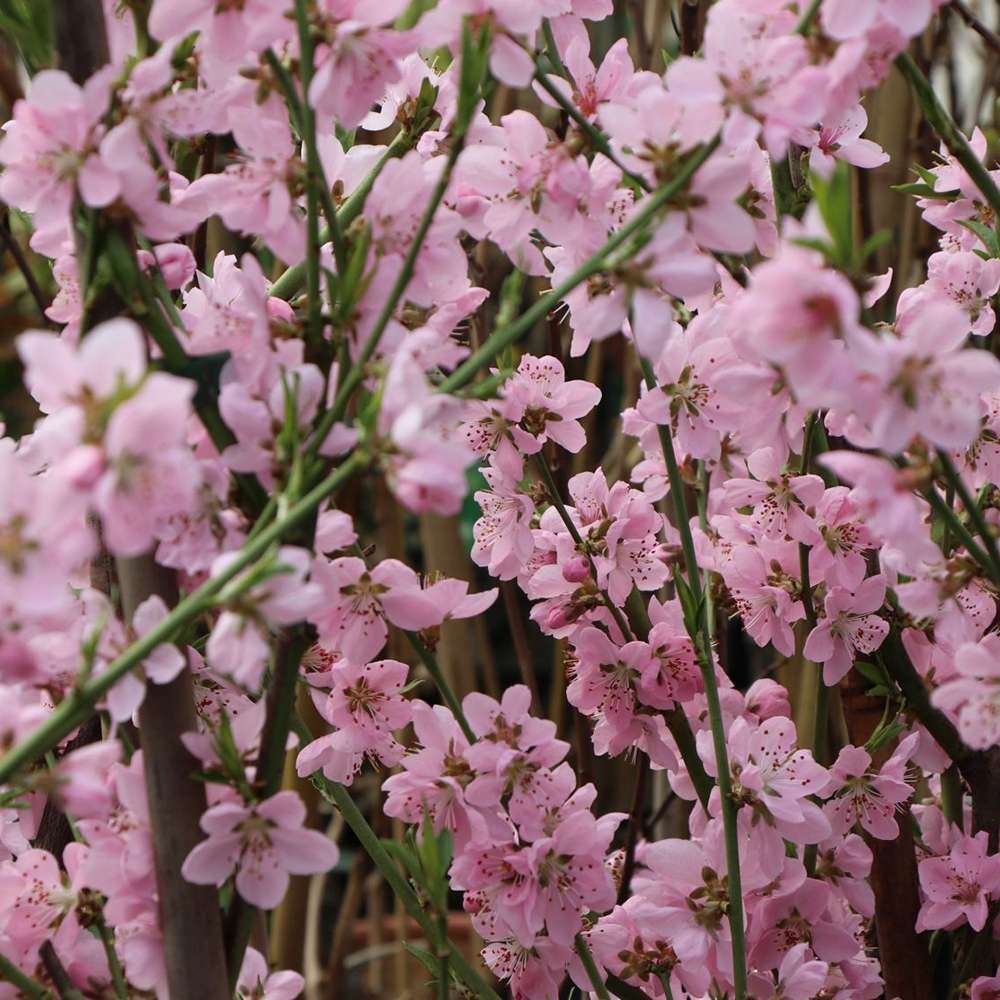 Piersic Ice Peach (Prunus Persica), cu fructe dulci albe