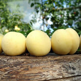 Piersic Ice Peach (Prunus Persica), cu fructe dulci albe