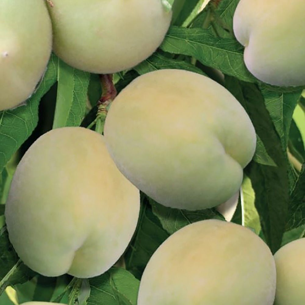 Piersic Ice Peach (Prunus Persica), cu fructe dulci albe