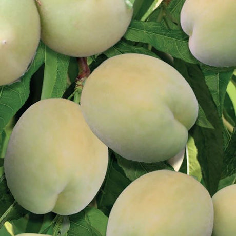 Piersic Ice Peach (Prunus Persica), cu fructe dulci albe