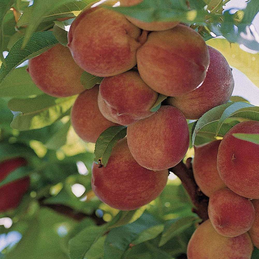Piersic Peregrine (Prunus Persica), cu fructe dulci intens