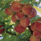 Piersic Peregrine (Prunus Persica), cu fructe dulci intens