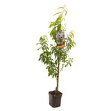 Piersic Peregrine (Prunus Persica), cu fructe dulci intens