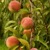 Piersic Peregrine (Prunus Persica), cu fructe dulci intens