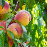 Piersic Peregrine (Prunus Persica), cu fructe dulci intens