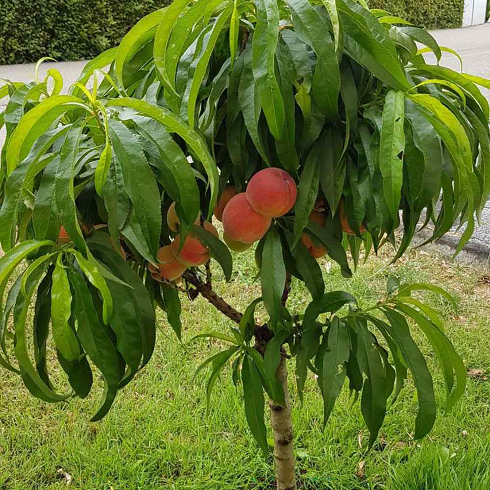 Piersic Pitic Amsden Mini perzik, cu fructe dulci suculent