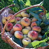 Piersic Saturne (Prunus Persica), cu fructe dulci galbene-verzi