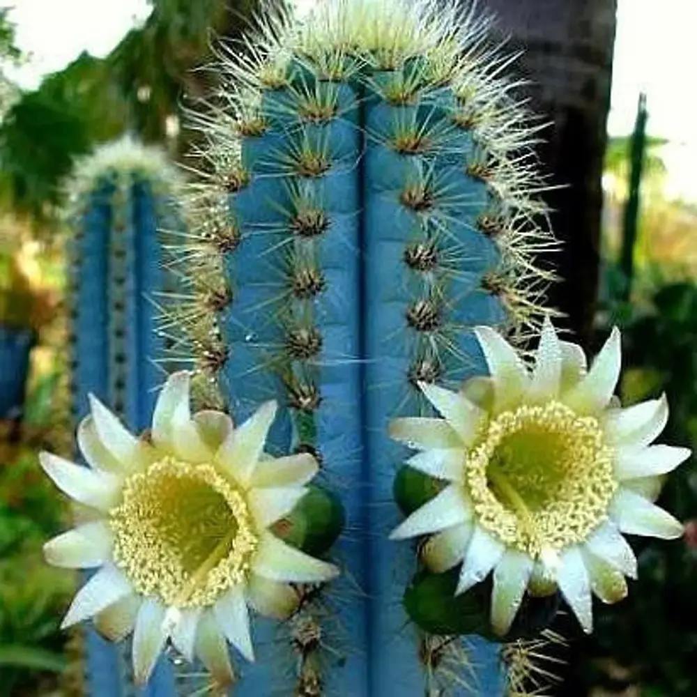 Cactus Pilosocereus Azureus Blue Torch, 40 cm, cactus albastru columnar, flori albe-galbenui, planta decorativa rara, usor de ingrijit - 40 cm