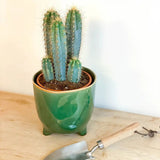 Cactus Pilosocereus Azureus Blue Torch, 40 cm, cactus albastru columnar, flori albe-galbenui, planta decorativa rara, usor de ingrijit - 40 cm
