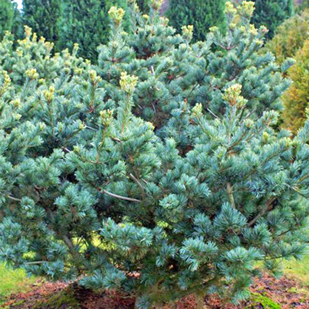 Pin alb japonez Pinus parviflora Negishi, cu ace albastre-verzi