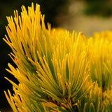 Pin Scotian Aurea (pinus sylvestris), cu ace aurii