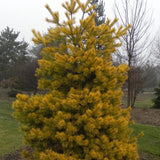 Pin Scotian Aurea (pinus sylvestris), cu ace aurii