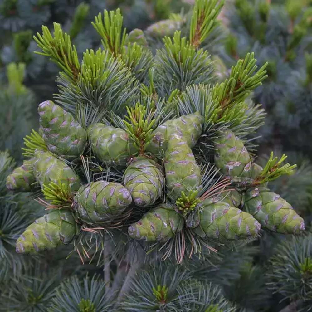 Pin alb japonez Pinus parviflora Negishi, cu ace albastre-verzi
