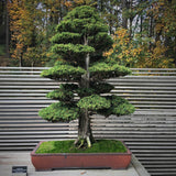 Pin Bonsai Pinus parviflora- Planta Matura UNICAT