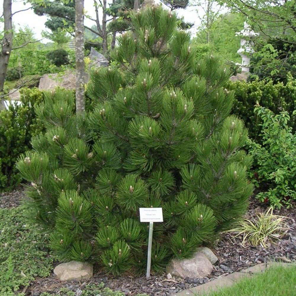 Pin Bosniac Piramidal (Pinus Heldreichii) Compact Gem, cu ace verzi-inchis