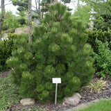 Pin Bosniac Piramidal (Pinus Heldreichii) Compact Gem, cu ace verzi-inchis