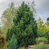 Pin Bosniac Piramidal (Pinus Heldreichii) Compact Gem, cu ace verzi-inchis