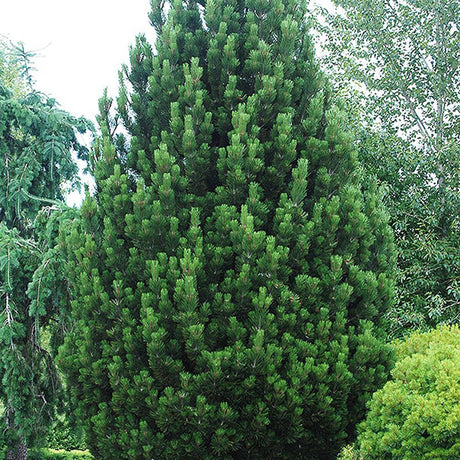 Pin Bosniac Piramidal (Pinus Heldreichii) Compact Gem, cu ace verzi-inchis