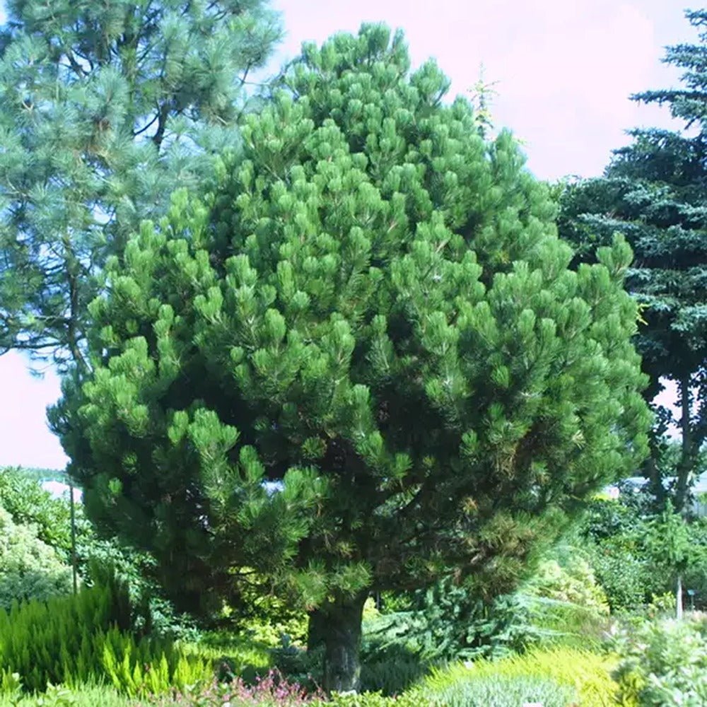 Pin Bosniac Piramidal (Pinus Heldreichii) Compact Gem, cu ace verzi-inchis