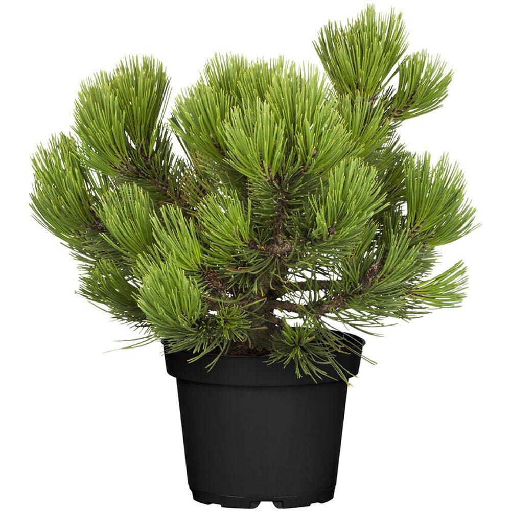 Pin Bosniac Piramidal (Pinus Heldreichii) Compact Gem, cu ace verzi-inchis