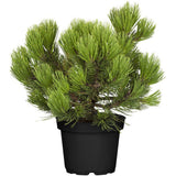 Pin Bosniac Piramidal (Pinus Heldreichii) Compact Gem, cu ace verzi-inchis