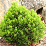 Pin Bosniac Pitic (Pinus heldreichii) Smidtii, cu ace verzi-deschis