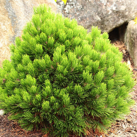 Pin Bosniac Pitic (Pinus heldreichii) Smidtii, cu ace verzi-deschis