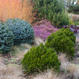 Pin Bosniac Pitic (Pinus heldreichii) Smidtii, cu ace verzi-deschis