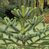 Pin Chilian (Araucaria Araucana)