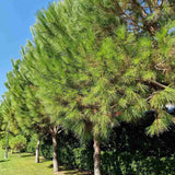 Pin Clasic Gresesc (Pinus Pinea), coroana in forma de umbrela