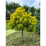 Pin de Munte auriu (Jneapan) Winter Gold - Tip copac