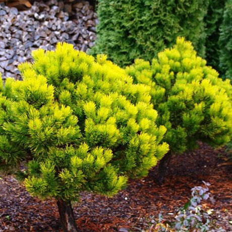Pin de Munte auriu (Jneapan) Winter Gold - Tip copac