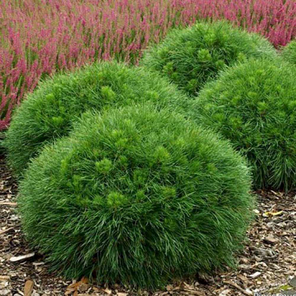 Pin de Munte Globular (Jneapan) Varella, cu ace verzi-inchis si forma sferica