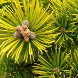 Pin de Munte (Jneapan) Winter Gold, cu ace galbene-auriu