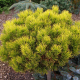 Pin de Munte (Jneapan) Winter Gold, cu ace galbene-auriu