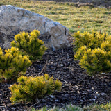 Pin de Munte (Jneapan) Winter Gold, cu ace galbene-auriu