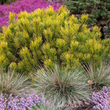 Pin de Munte (Jneapan) Winter Gold, cu ace galbene-auriu