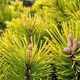 Pin de Munte (Jneapan) Winter Gold, cu ace galbene-auriu