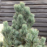 Pin Elvetian Albastru (Pinus Cembra Glauca), cu ace argintii si conuri purpurii