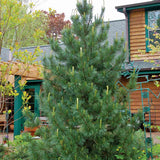 Pin Elvetian Albastru (Pinus Cembra Glauca), cu ace argintii si conuri purpurii