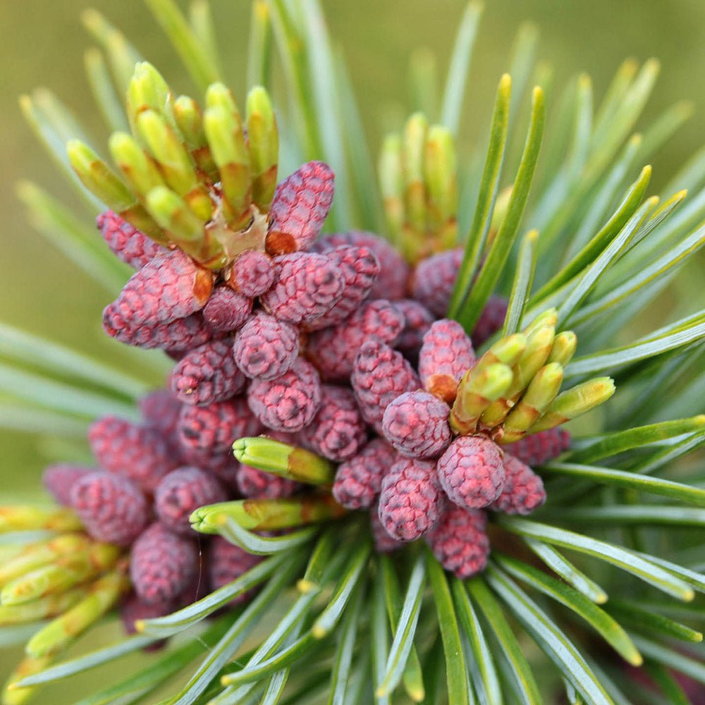 Pin Japonez albstru-verde (Pinus Parvifolia) Aoi, cu conuri albastre si ace verzi-albastrui