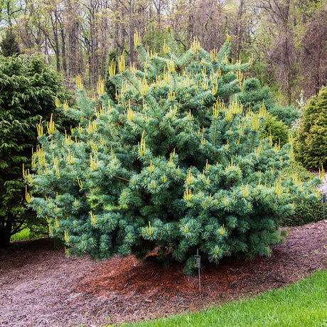 Pin Japonez (Pinus Parvifolia) Bergman, cu ace verzi-albastrui