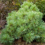 Pin Strobus Minima (Pinus Strobus Minima), cu ace verzi lungi