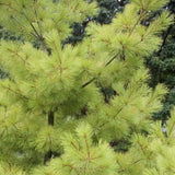 Pin Strobus Minima (Pinus Strobus Minima), cu ace verzi lungi