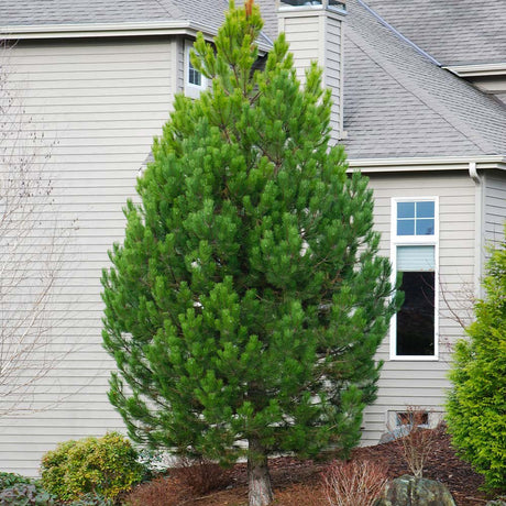 Pin austriac negru (Pinus nigra nigra), cu ace verzi