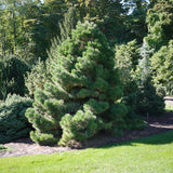 Pin austriac negru (Pinus nigra nigra), cu ace verzi