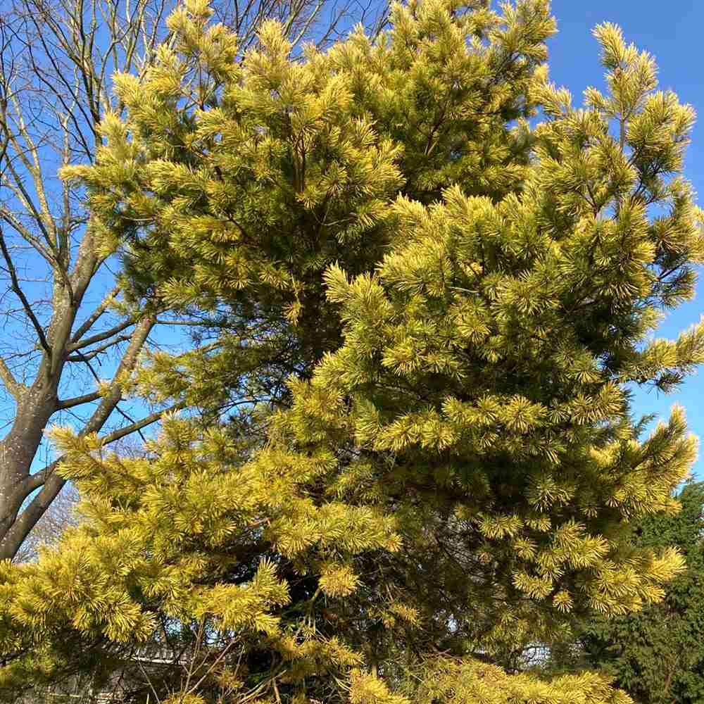 Pin Scotian Aurea (pinus sylvestris), cu ace aurii