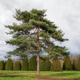 Pin Scotian de Padure (Pinus Sylvestris)