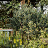 Pin Scotian de Padure (Pinus Sylvestris)